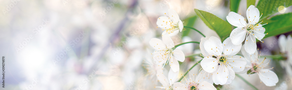 Naklejka premium Blooming cherry branch in the spring garden at the wedding ceremony.