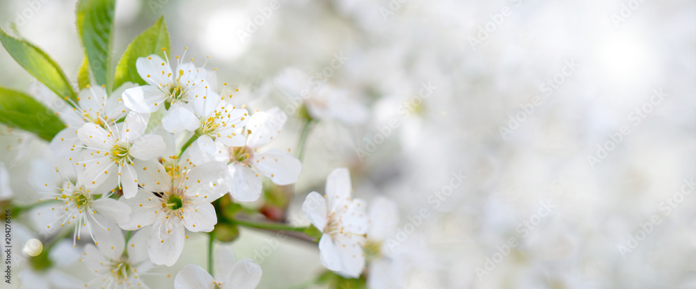 Blooming cherry branch in the spring garden at the wedding ceremony.