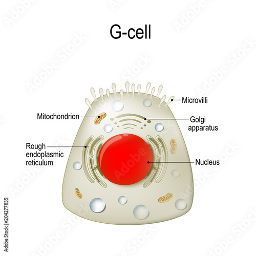 Anatomy of a G-cell. gastrin