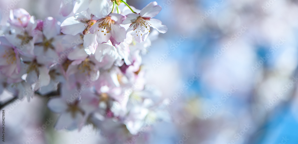 Floral spring gentle background, blooming cherry sakura branches in blue and pink tones. Space for text Floral spring gentle background, blooming cherry sakura branches in blue and pink tones. Space for text