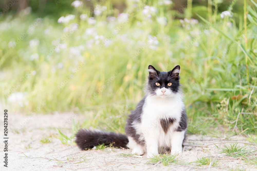 見つめる猫 見つめる猫