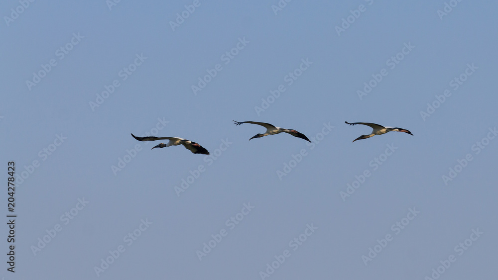 Birds in flight detail from Pantanal, Brazil