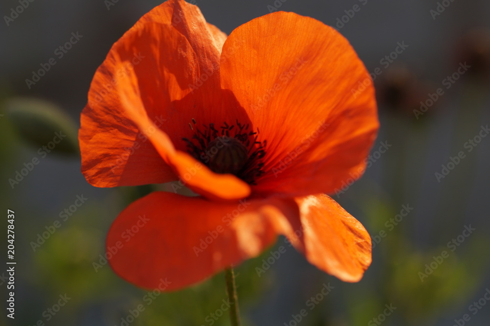 Fototapeta premium Mohnblume