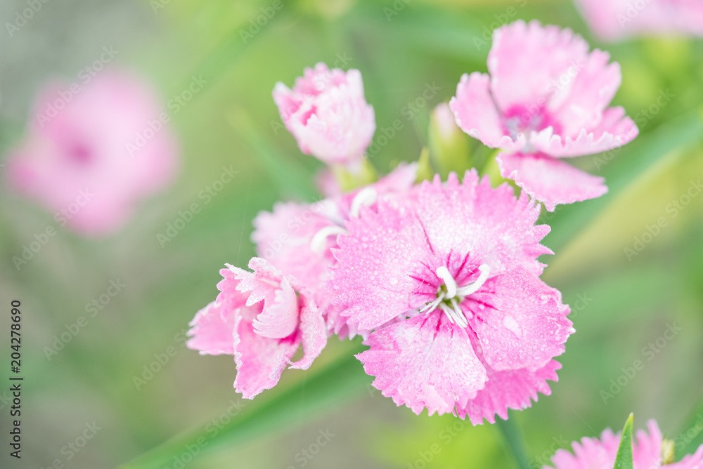 ピンクのナデシコ