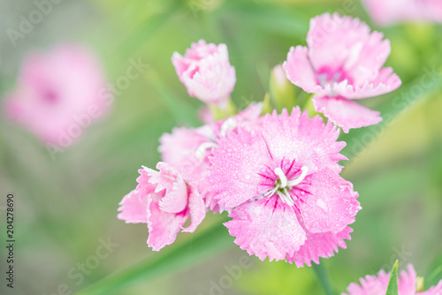 ピンクのナデシコ