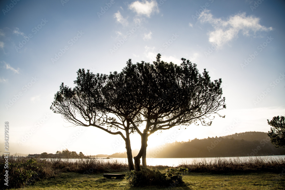 Obraz premium The tree