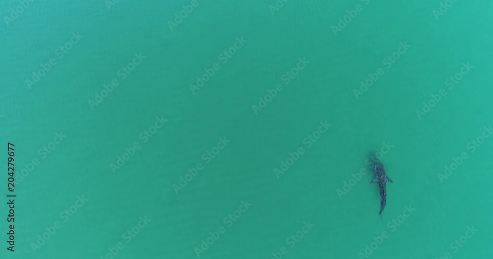 Whale Shark (rhincodon typus), the biggest fish in the ocean, a huge gentle plankton filterer giant, swimming near the surface. La Paz Baja California sur, Mexico. Whale Shark (rhincodon typus), the biggest fish in the ocean, a huge gentle plankton filterer giant, swimming near the surface. La Paz Baja California sur, Mexico.