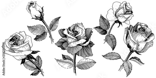 Wildflower rose in a vector style isolated. Vector wildflower for background, texture, wrapper pattern, frame or border.