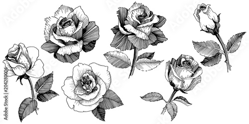 Wildflower rose in a vector style isolated. Vector wildflower for background, texture, wrapper pattern, frame or border.