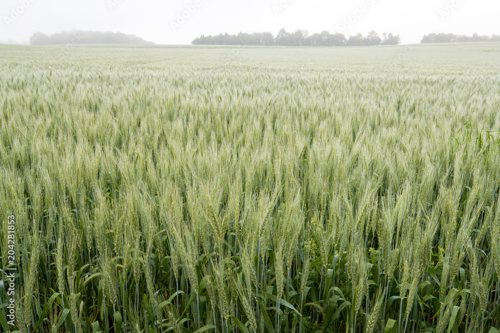 wheat field foggy morning