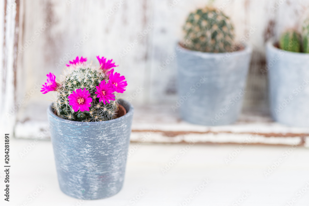 Tiny Cacti in the Pots on Light Background