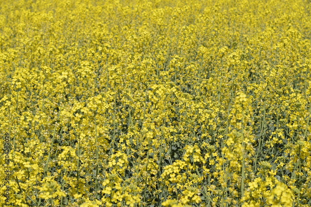 Rapeseed field. Background of rape blossoms. Flowering rape on the field Rapeseed field. Background of rape blossoms. Flowering rape on the field