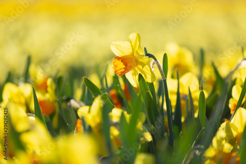 Fototapeta Naklejka Na Ścianę i Meble -  Incredibly beautiful spring scene with blooming daffodisl with a blurred background
