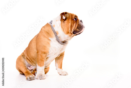 Profile portrait of english bulldog on the white background