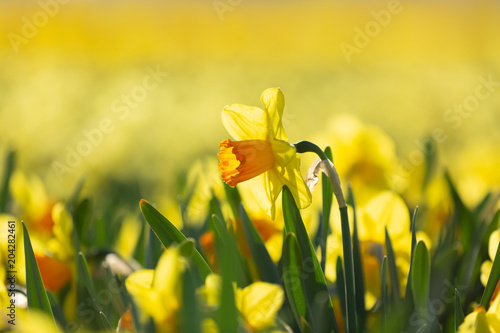 Fototapeta Naklejka Na Ścianę i Meble -  
Incredibly beautiful spring scene with blooming daffodil with a blurred background