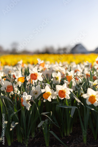 Fototapeta Naklejka Na Ścianę i Meble -  Dutch flower fields during flowering white and yellow daffodils. Vertical photo