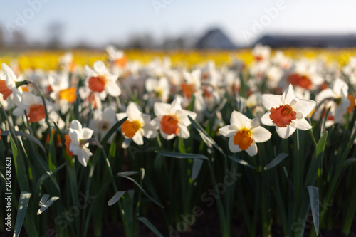 Fototapeta Naklejka Na Ścianę i Meble -  Famous Dutch flower fields during flowering white and yellow daffodils. Close-up