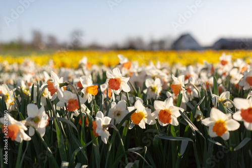 Fototapeta Naklejka Na Ścianę i Meble -  Famous Dutch flower fields during flowering white and yellow daffodils