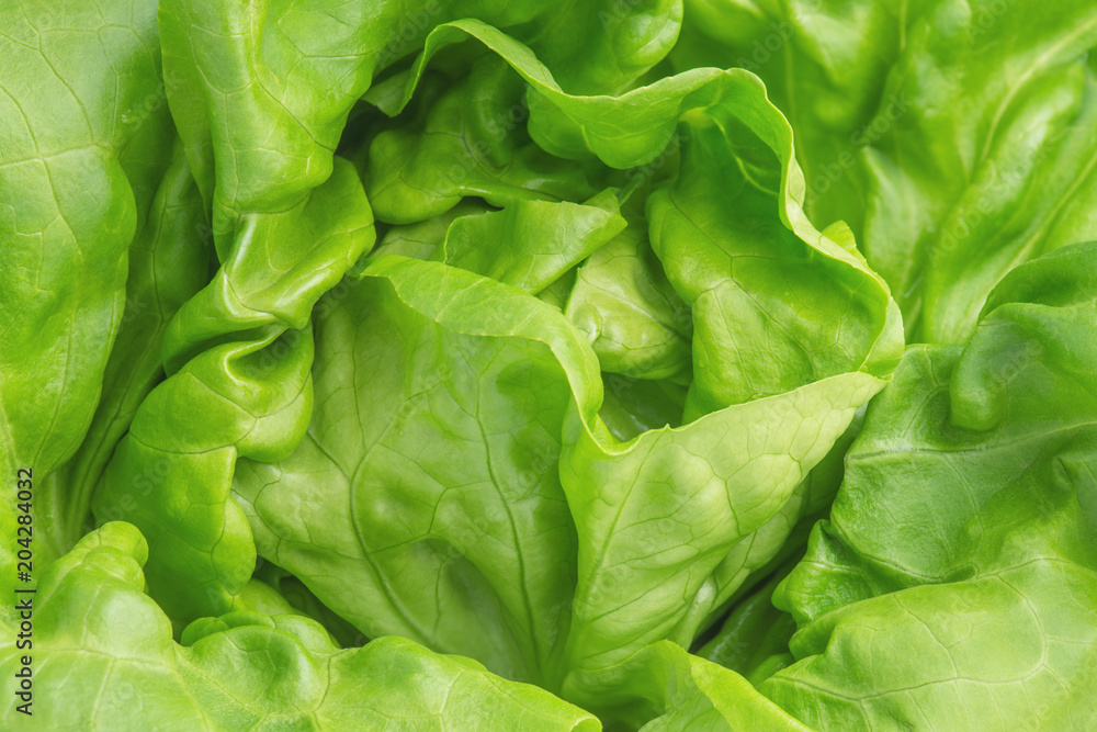 Frischer Kopfsalat - Lactuca sativa, Nahaufnahme Frischer Kopfsalat - Lactuca sativa, Nahaufnahme