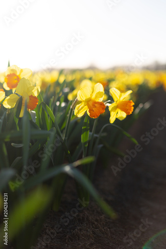 Fototapeta Naklejka Na Ścianę i Meble -  Close-up of yellow daffodils in the field. Soft evening light
