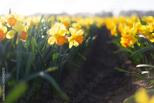 Fototapeta Naklejka Na Ścianę i Meble -  Yellow with an orange cup daffodils in the field at sunset