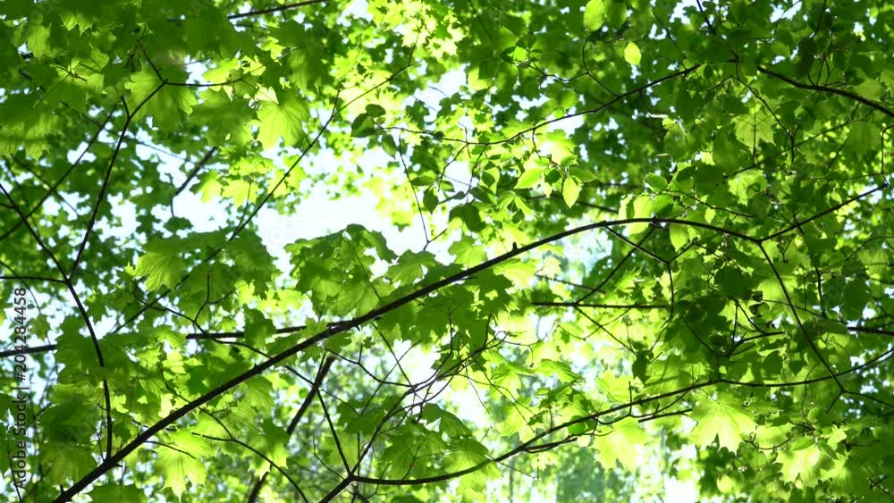 Crowns of trees with bright afternoon sun and rays.