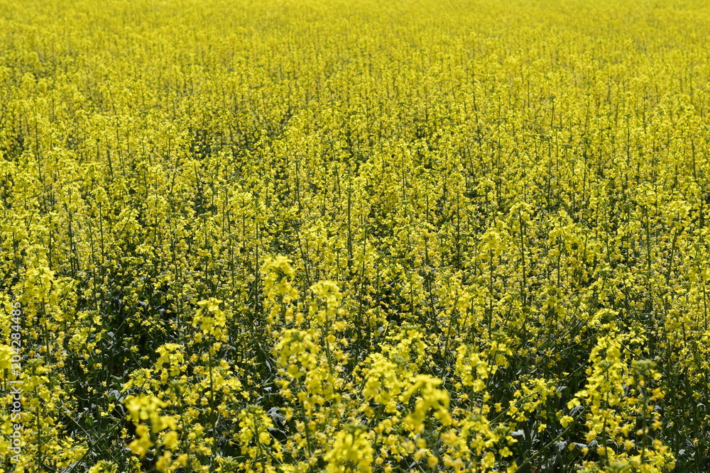 Rapeseed field. Background of rape blossoms. Flowering rape on the field Rapeseed field. Background of rape blossoms. Flowering rape on the field