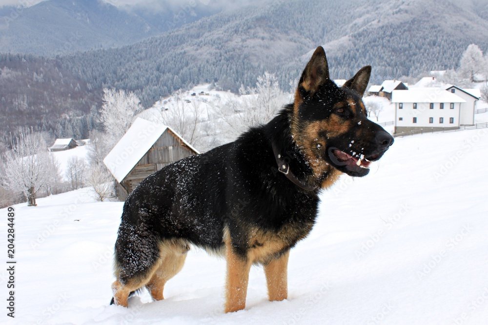 Naklejka premium German dog / wolfhound portrait in the snow - in a beautiful mountain landscape