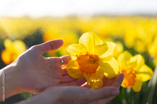 Fototapeta Naklejka Na Ścianę i Meble -  Beautiful springtime concept. Close-up view of a yellow daffodil in a girl hands