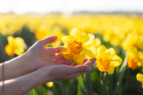 Fototapeta Naklejka Na Ścianę i Meble -  Beautiful springtime concept. Close-up view of a girl hands holding yellow daffodil