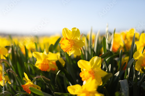 Fototapeta Naklejka Na Ścianę i Meble -  Yellow with an orange cup daffodils in the field. Close-up
