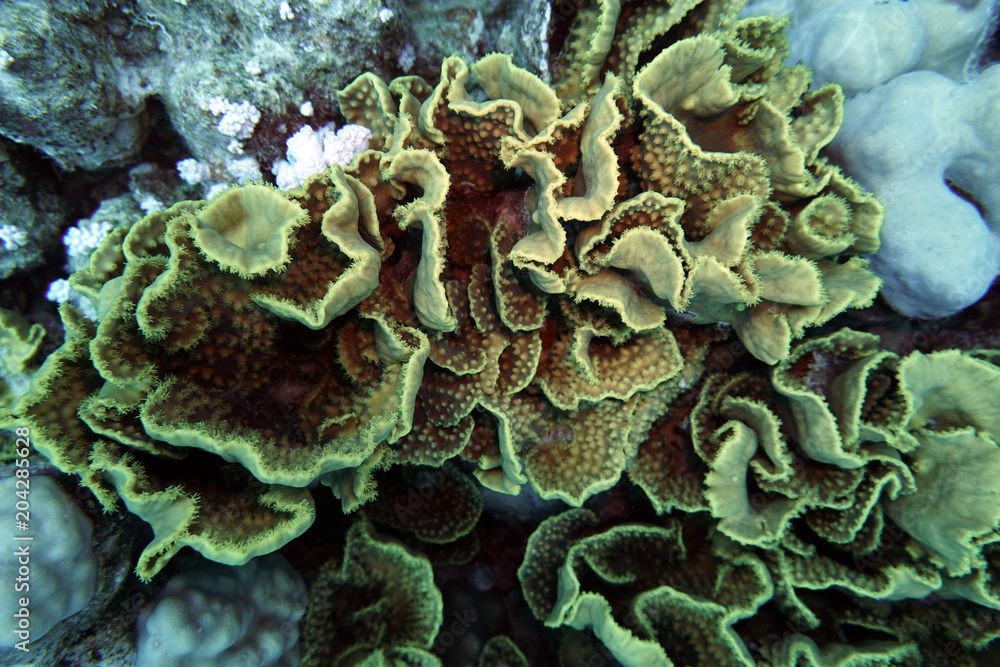 Fototapeta premium Salatkoralle (Turbinaria mesenterina)