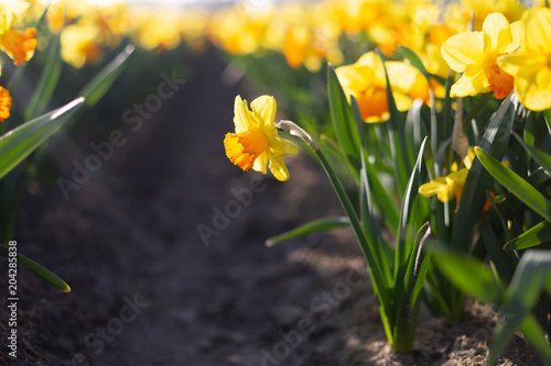 Fototapeta Naklejka Na Ścianę i Meble -  Close-up view of yellow with an orange cup daffodils in a flower field row
