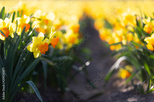 Fototapeta Naklejka Na Ścianę i Meble -  Beautiful yellow daffodils growing in a field in Holland