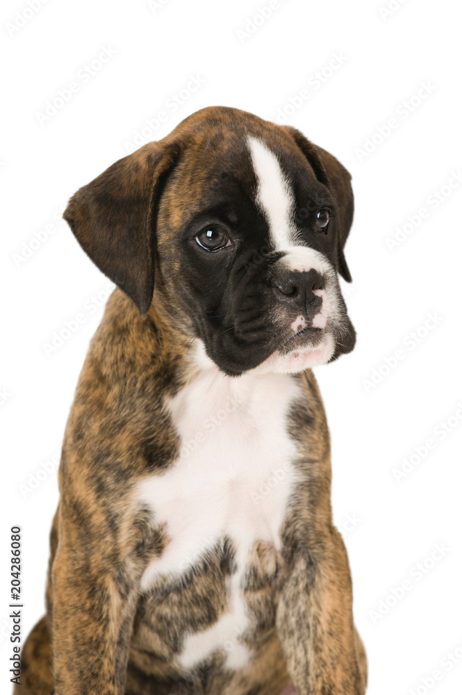 Sitzender Boxerwelpe isoliert auf weißem Grund Sitzender Boxerwelpe isoliert auf weißem Grund
