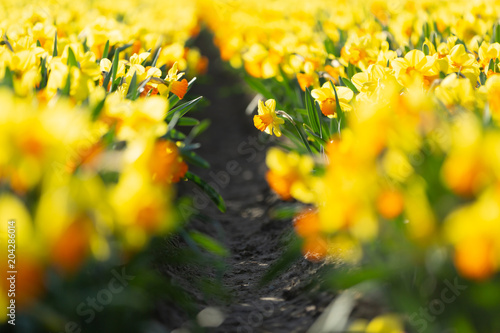 Fototapeta Naklejka Na Ścianę i Meble -  Close-up view of yellow daffodils in a flower field row. Selective focus

