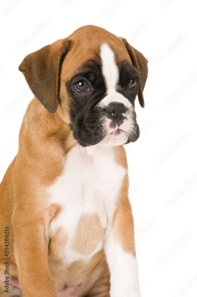 Boxerwelpe Boxerwelpe