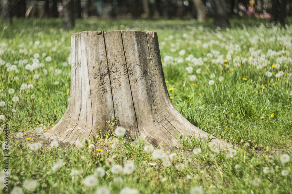 Fototapeta premium sawn wood, blurred background
