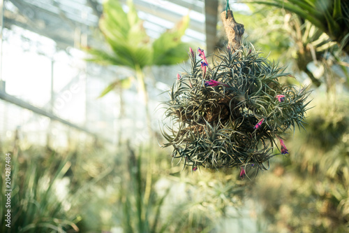 bromeliad ball with blossoms photo