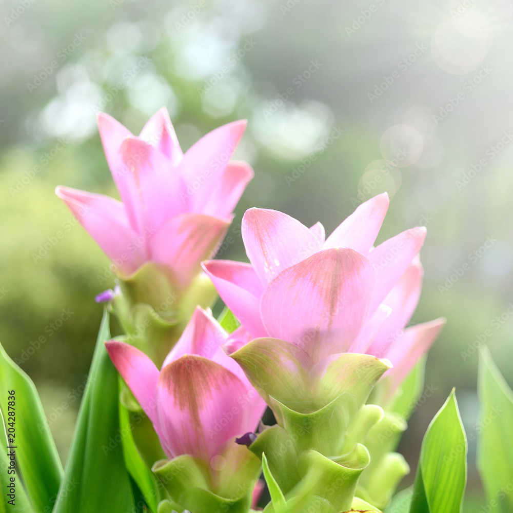Siam tulip flower with sun flare, soft focus.
