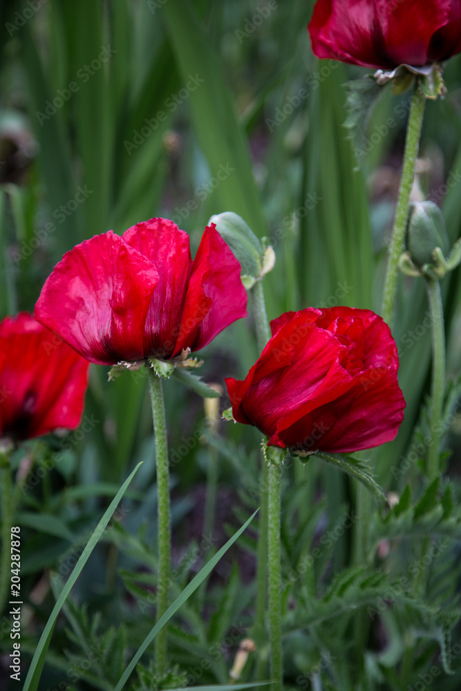 vibrant red poppies in meadow