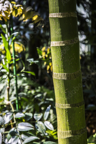 bamboo stem with flowery background