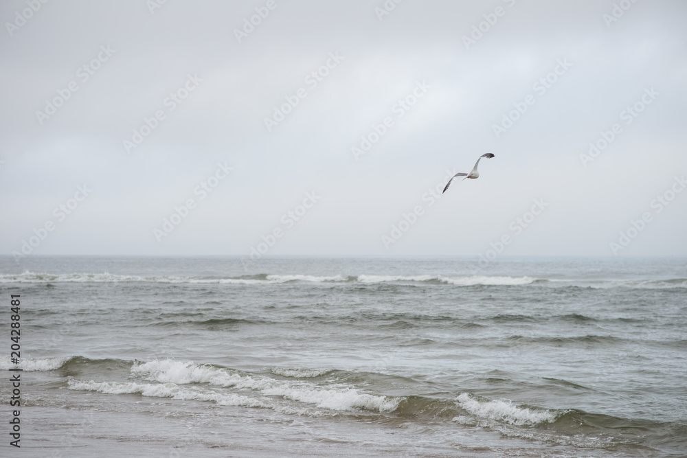 Seagull in flight over ocean