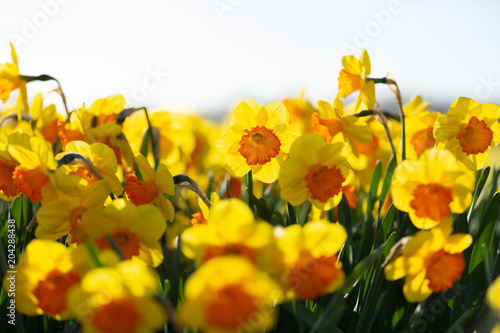 Fototapeta Naklejka Na Ścianę i Meble -  Closeup of amazing yellow daffodils flower field in the evening light