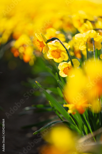 Fototapeta Naklejka Na Ścianę i Meble -  Incredibly beautiful spring scene with blooming daffodil with a blurred background