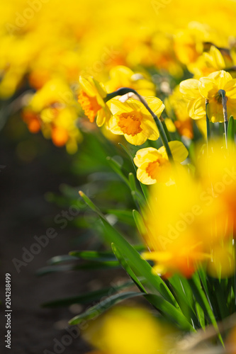 Fototapeta Naklejka Na Ścianę i Meble -  Beautiful springtime concept. Close-up view of yellow daffodils in a flower field row