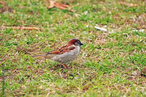 little sparrow on the lawn