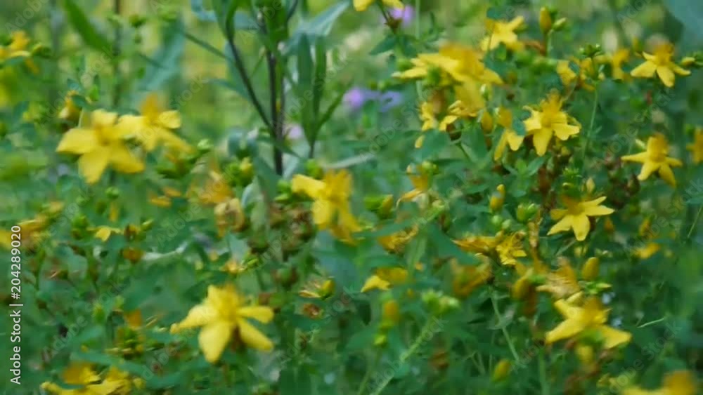 St. John's wort, medicinal plant with flower in the field. St. John's wort, medicinal plant with flower in the field.