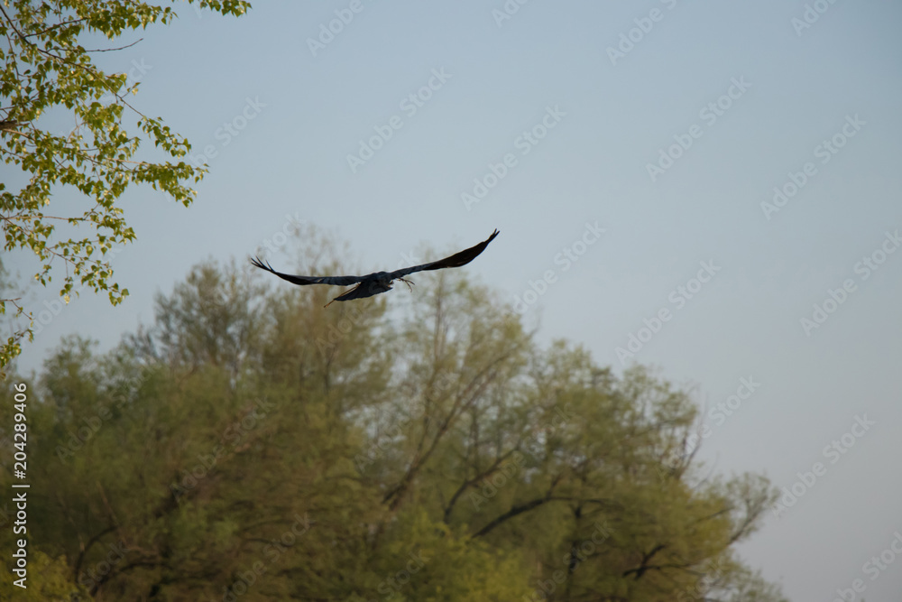 A crow in flyght