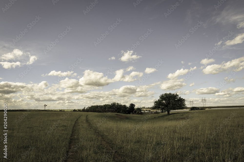 Calden tree landscape, La Pampa, Argentina Calden tree landscape, La Pampa, Argentina